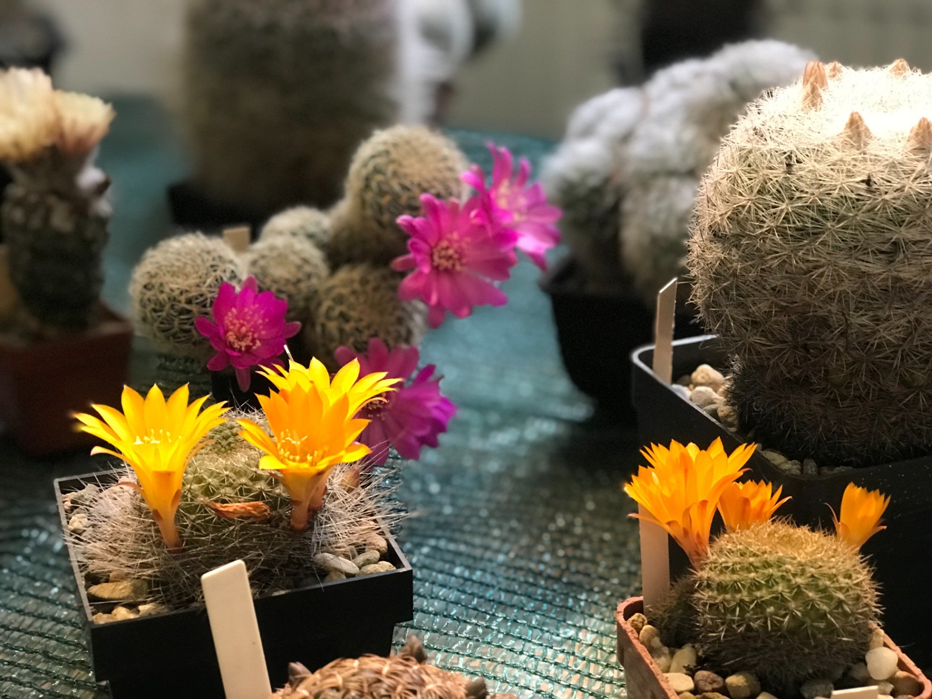 Prodejní výstava kaktusů ve Felixově sále