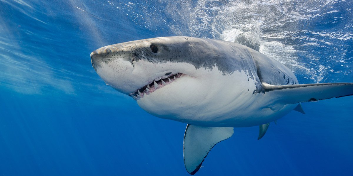 Žraloci tygří očima Richarda Jaroňka