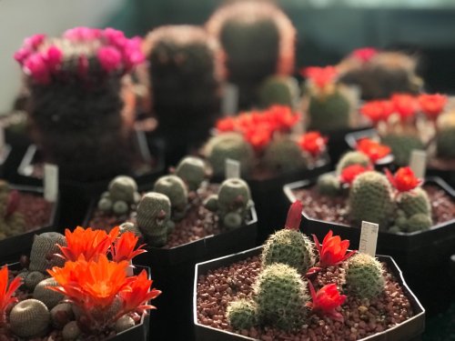TSTTT - prodejní výstava kaktusů